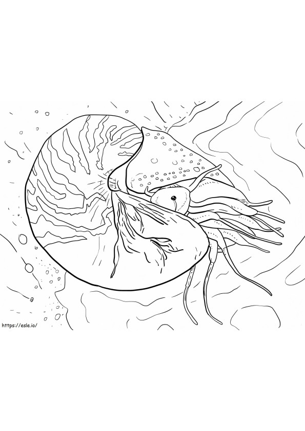 Nautilus Pompilius coloring page