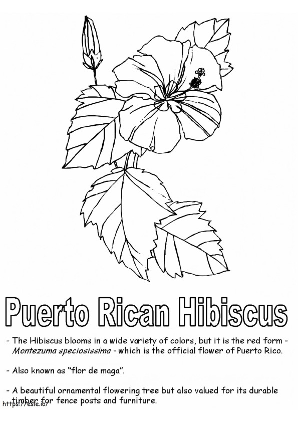 Hibisco puertorriqueño para colorear
