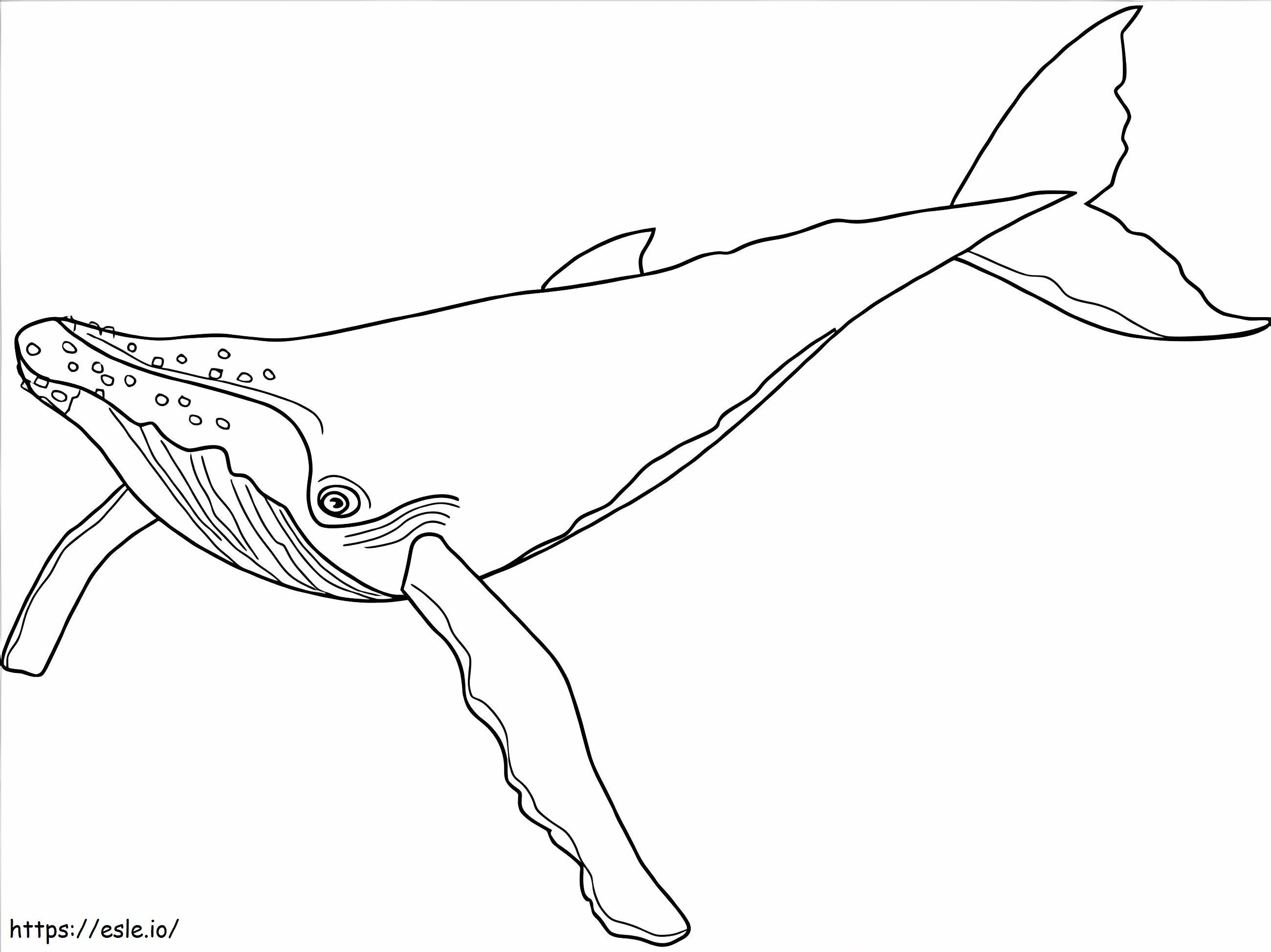 Humpback Whale coloring page