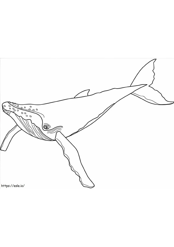 Coloriage Baleine à bosse à imprimer dessin