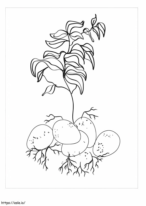 Coloriage Pommes de terre arborescentes de base à imprimer dessin