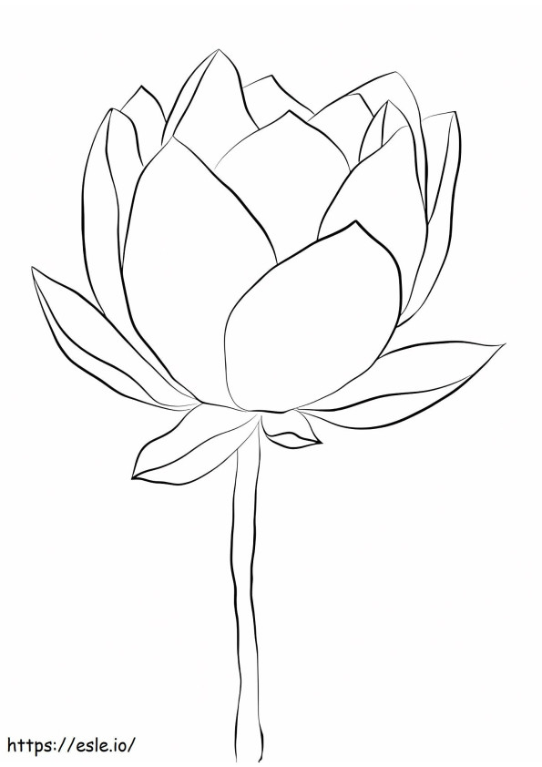 Lotus perfect de colorat