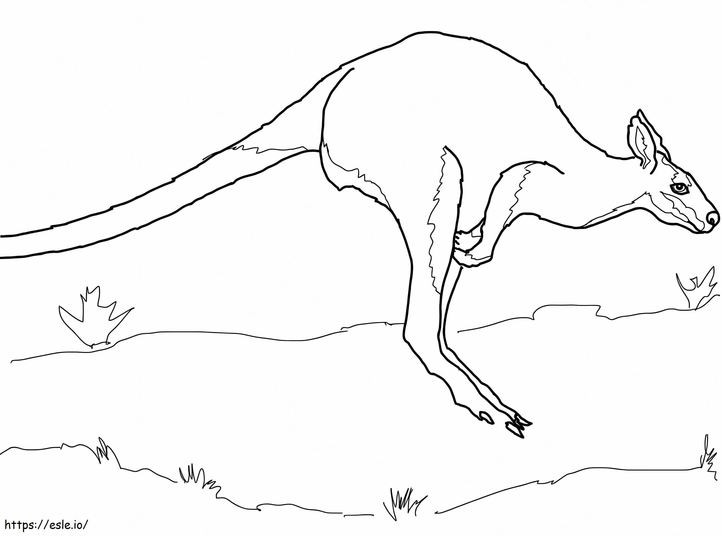 Wallaby saltando para colorir