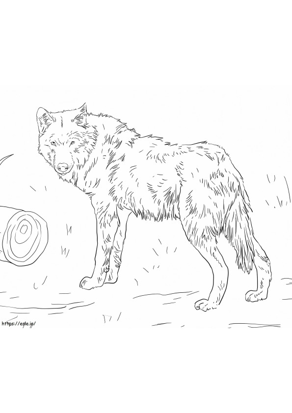 Eurasian Wolf coloring page