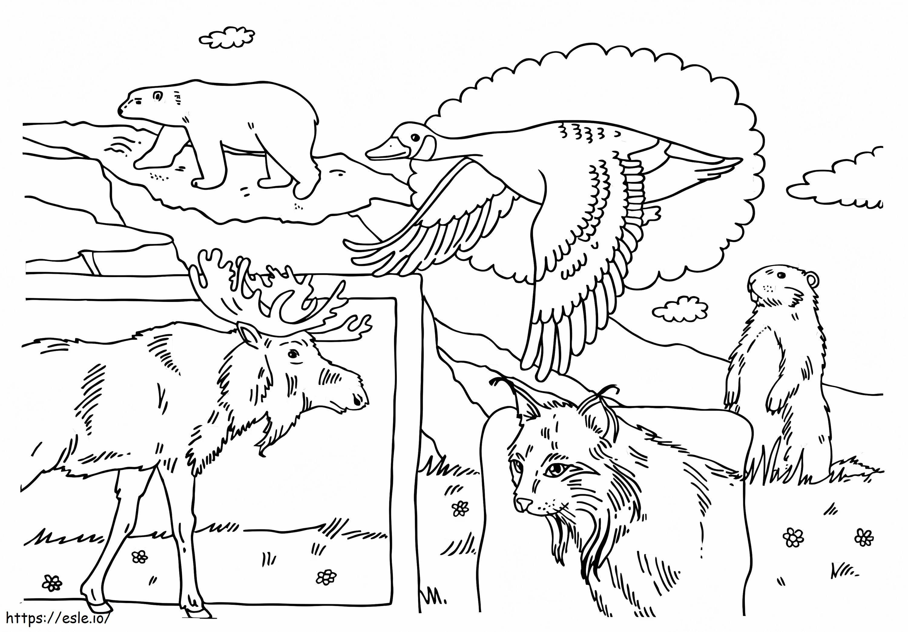 Canadian Animals coloring page