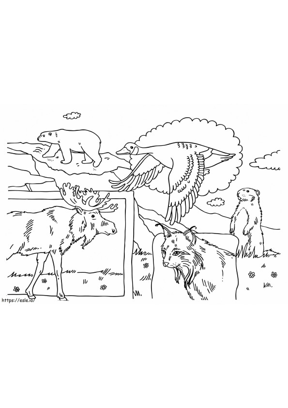 Canadian Animals coloring page