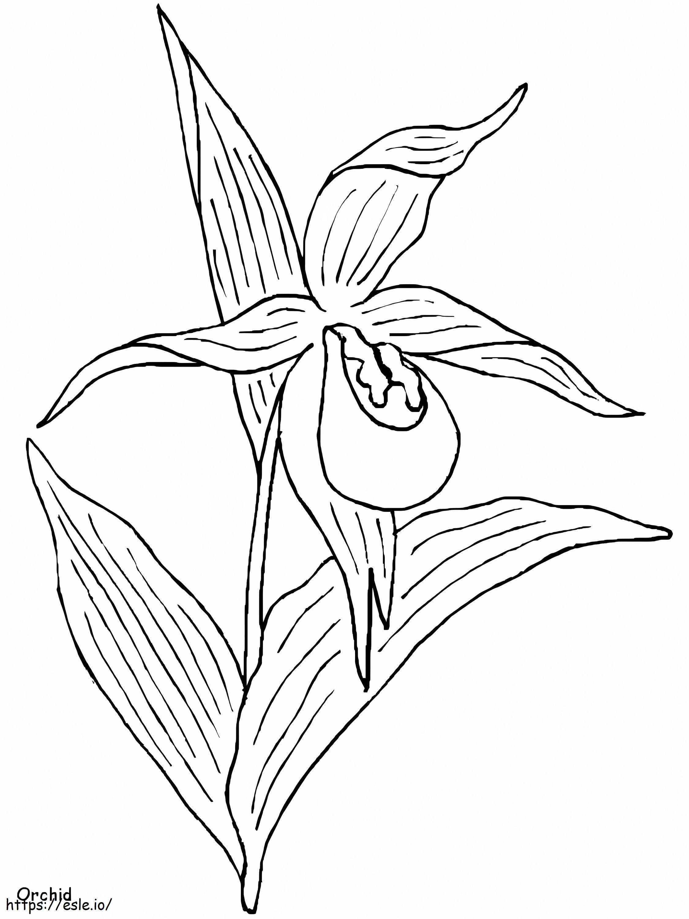 Ilmainen orkidea värityskuva