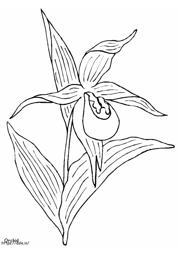 Orquídea Grátis para colorir
