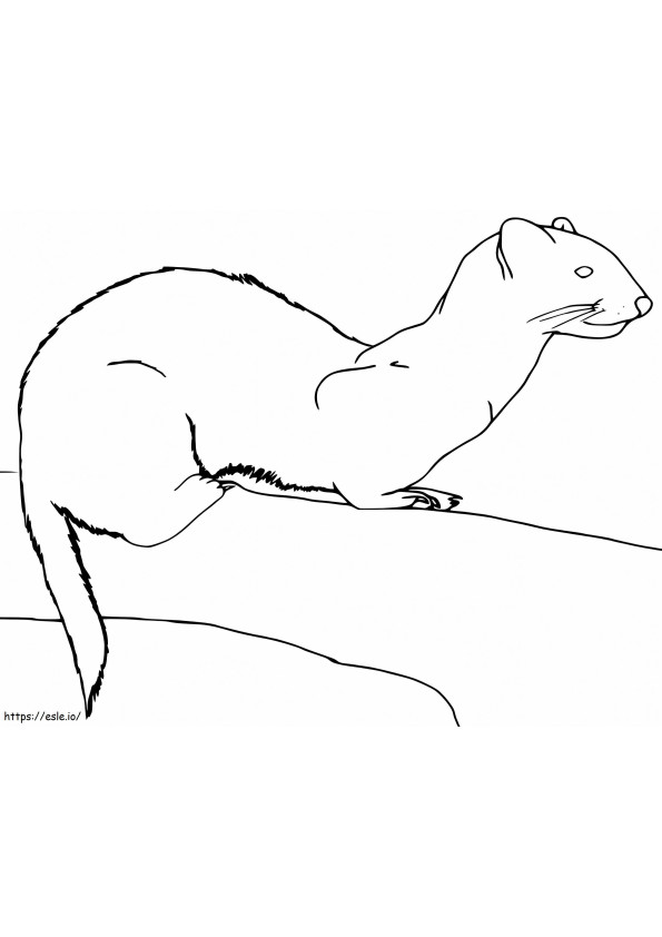Musang 11