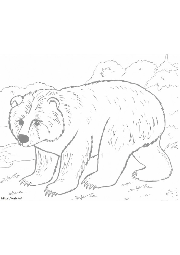 Niedźwiedź brunatny 4 kolorowanka