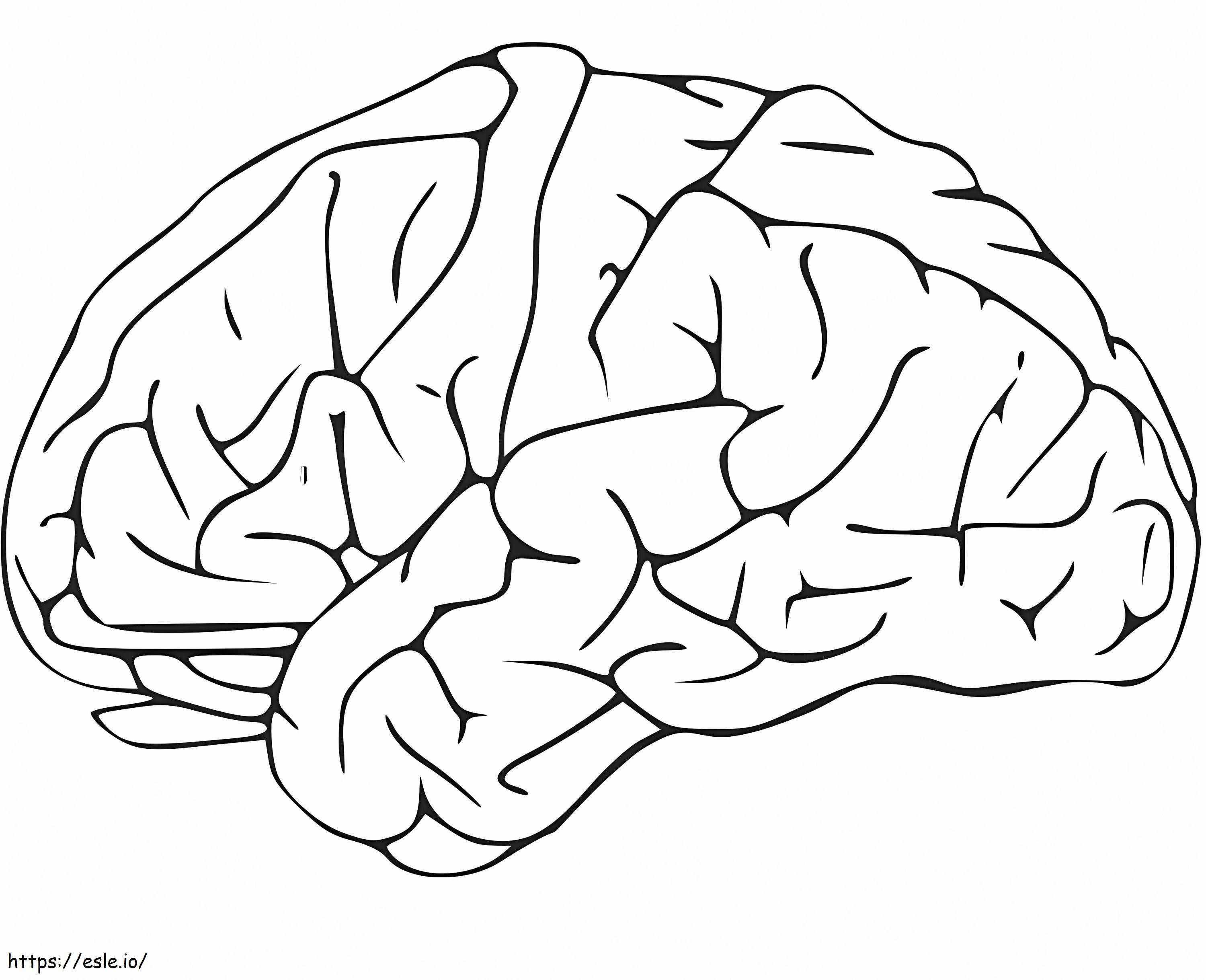 Human Brain 10 coloring page