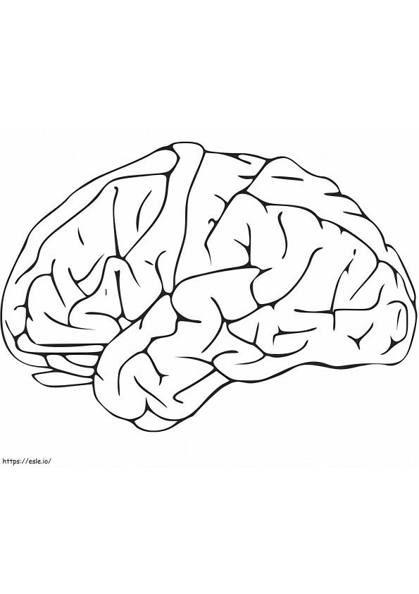 Coloriage Cerveau humain 10 à imprimer dessin