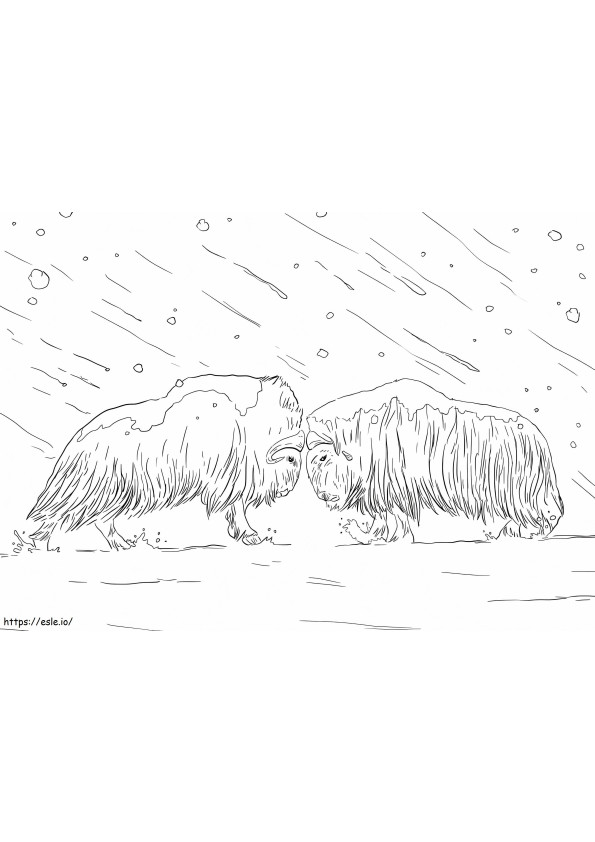 Musk Oxen Fighting coloring page