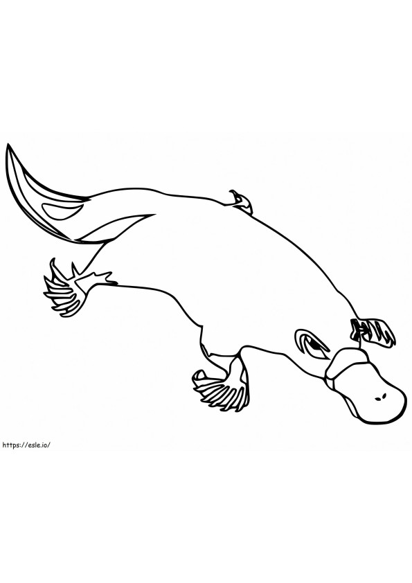 Platypus 2 coloring page