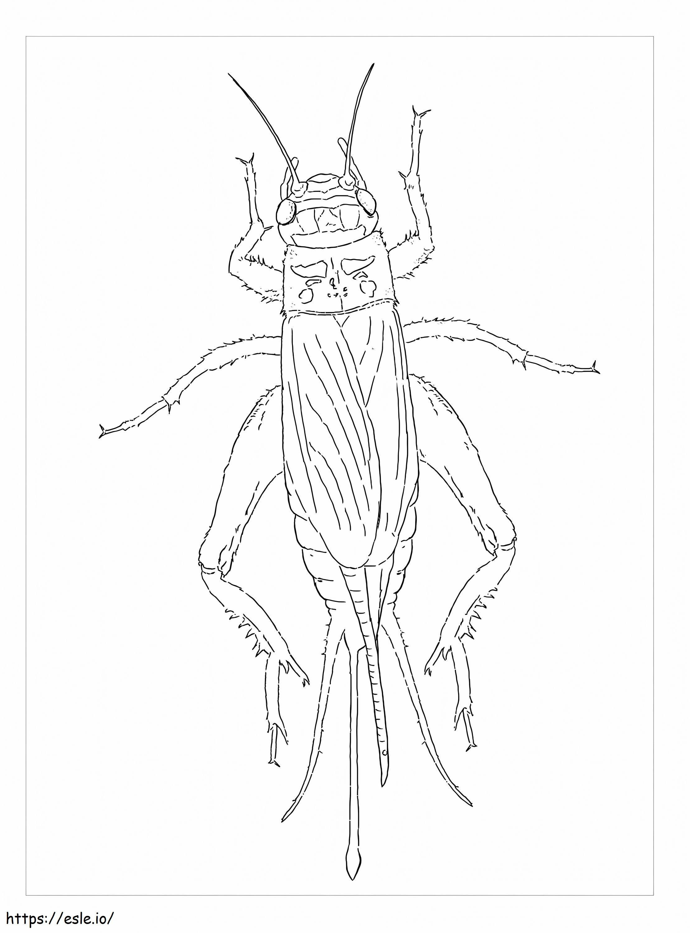 House Cricket coloring page