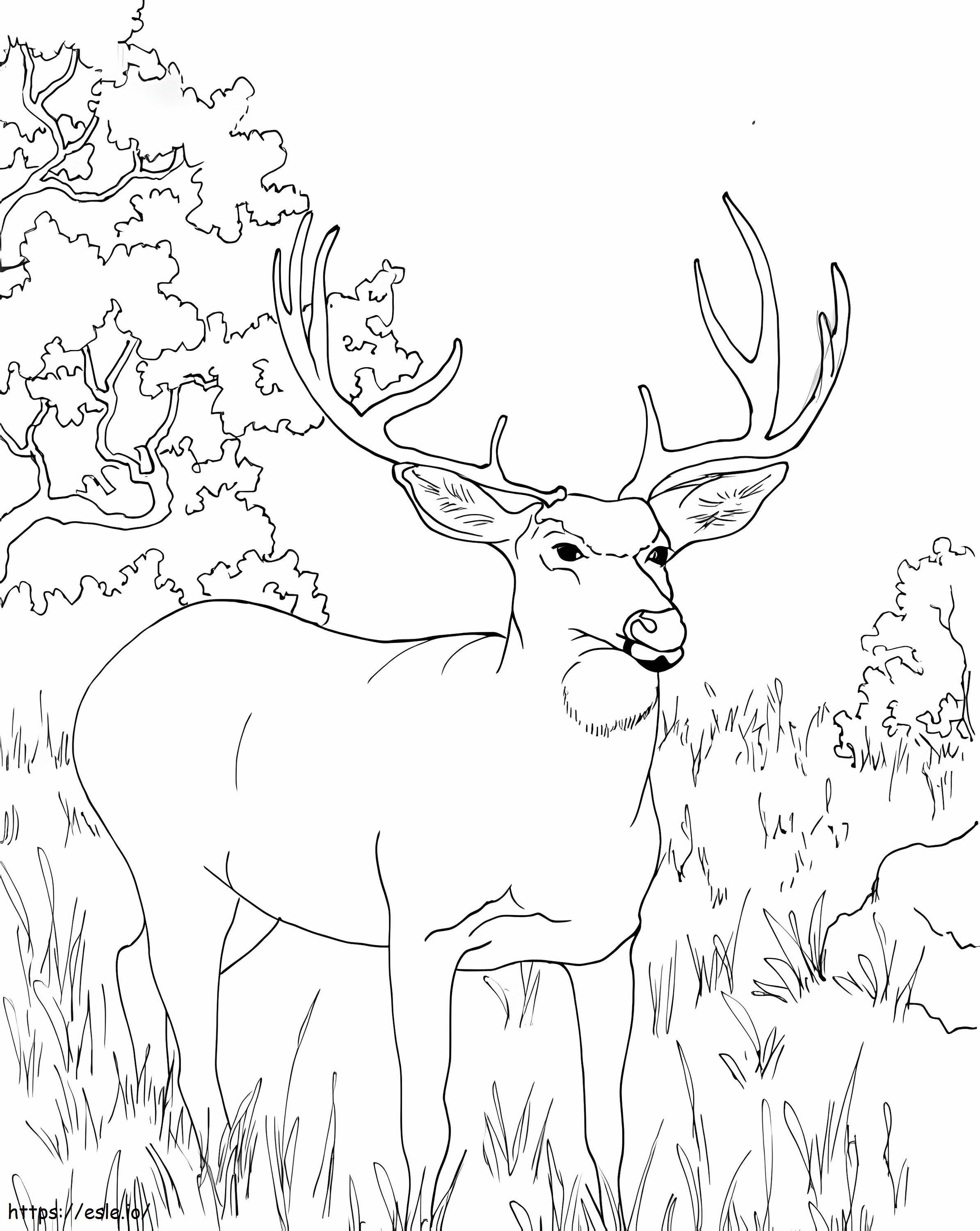 Coloriage Cerf sauvage 6 à imprimer dessin