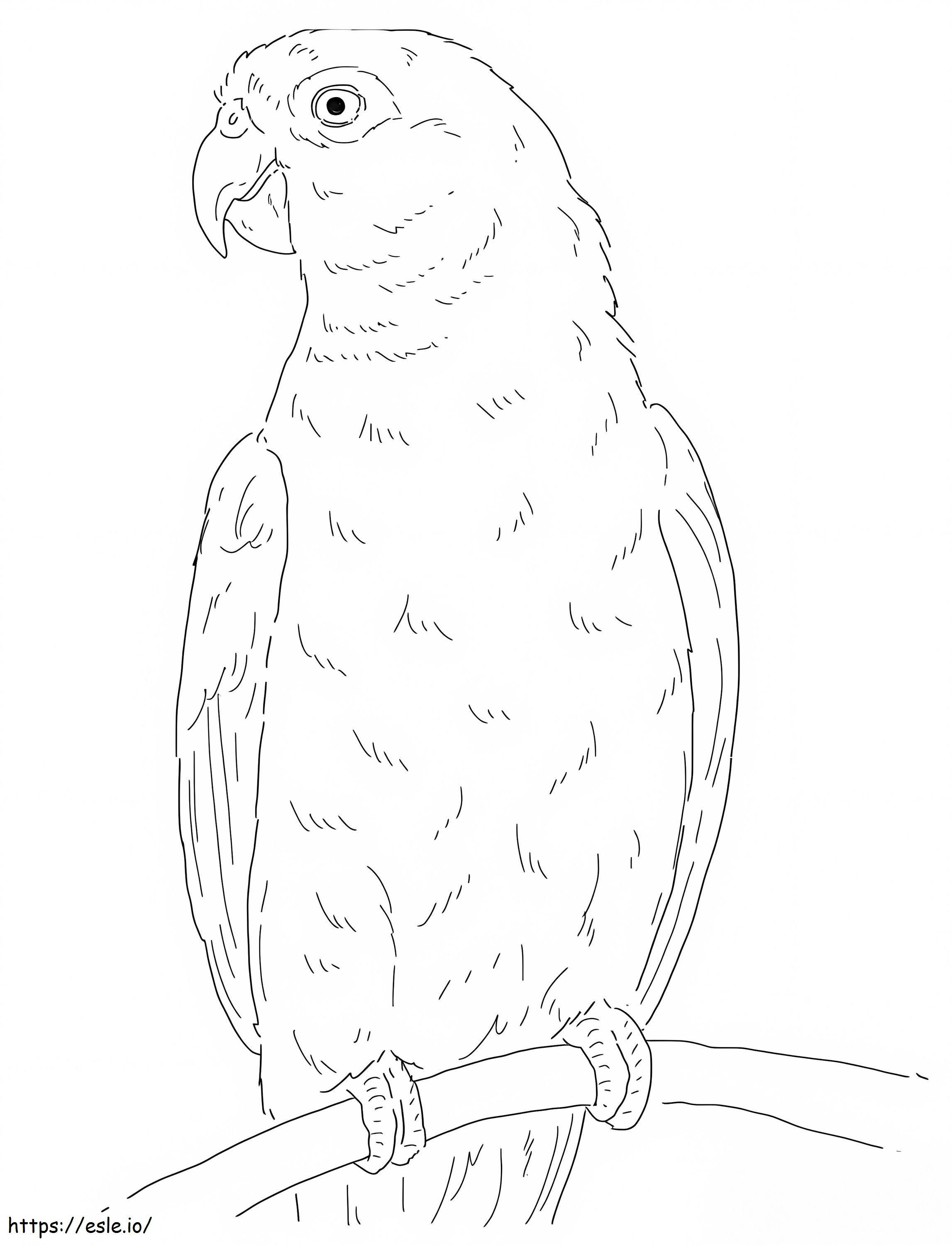 Santa Marta Parakeet coloring page