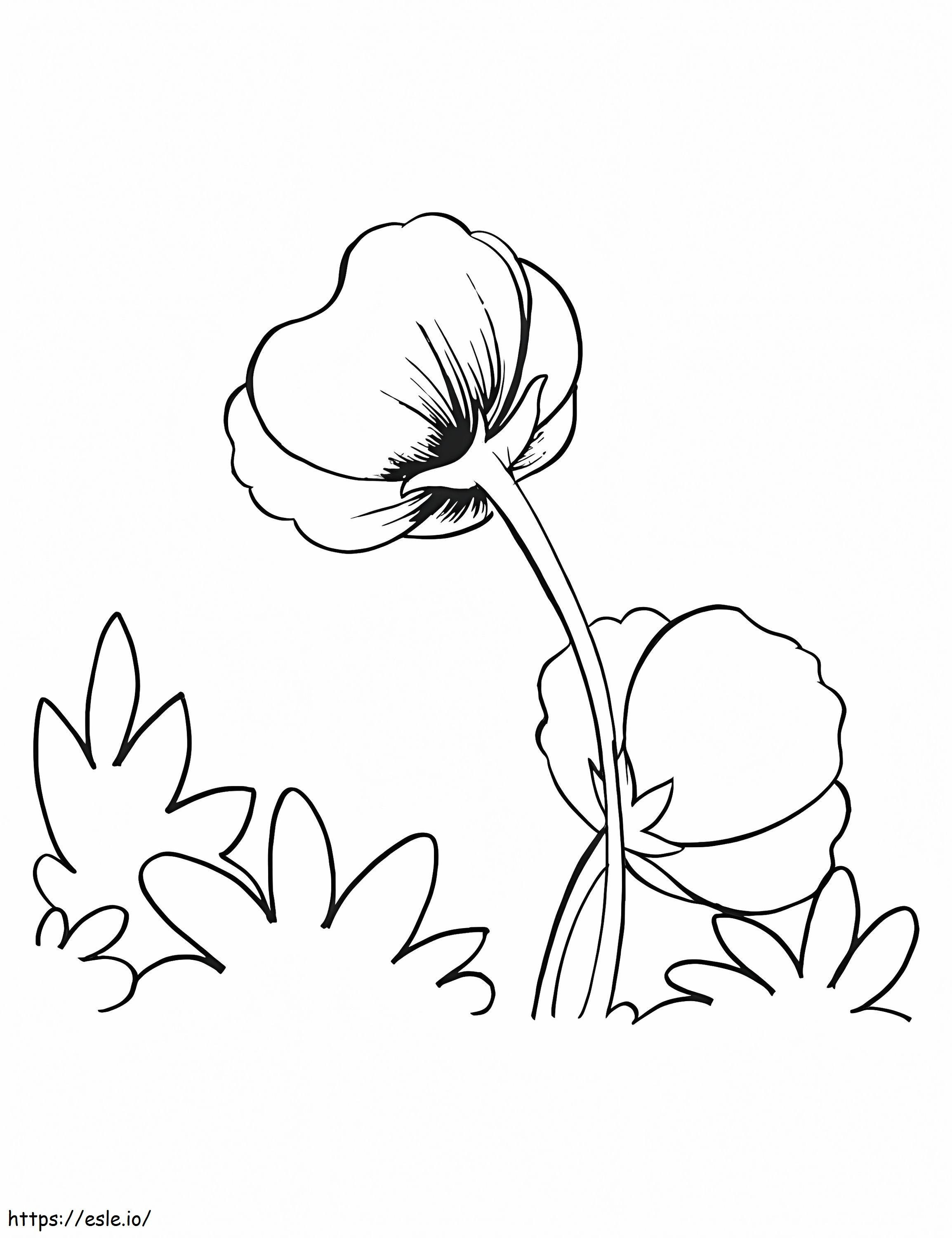 Two Poppies coloring page