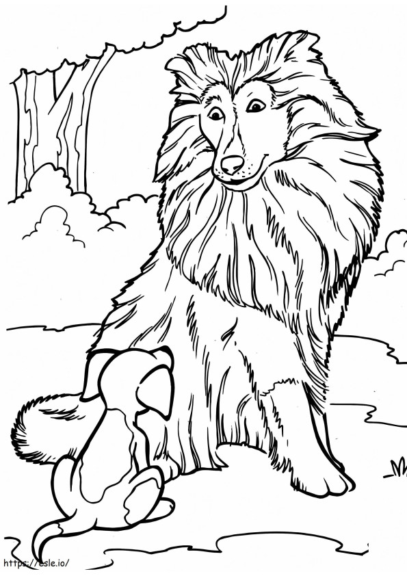 Collie And Puppy coloring page