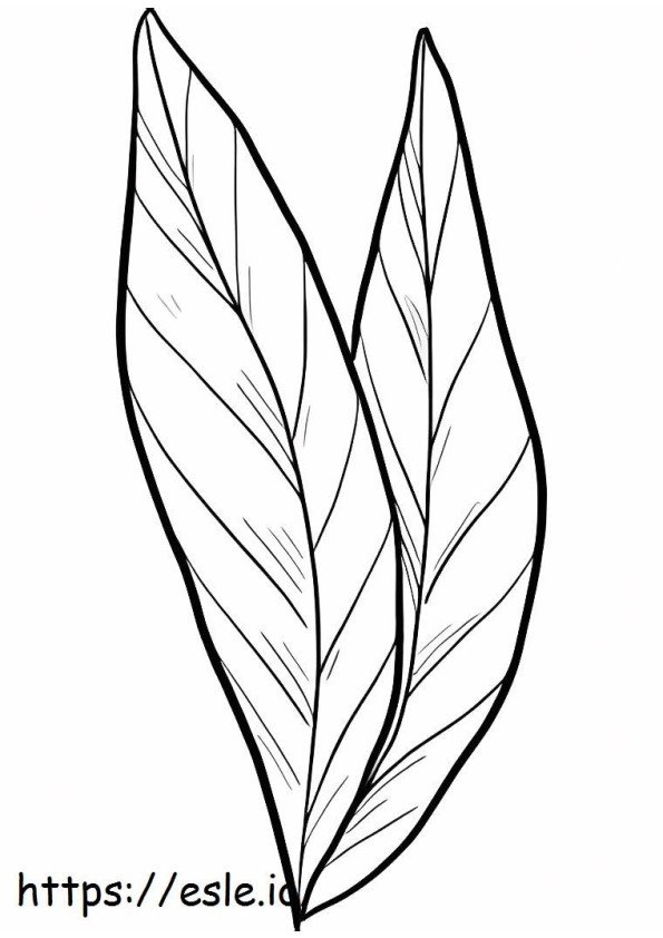 月桂樹の葉