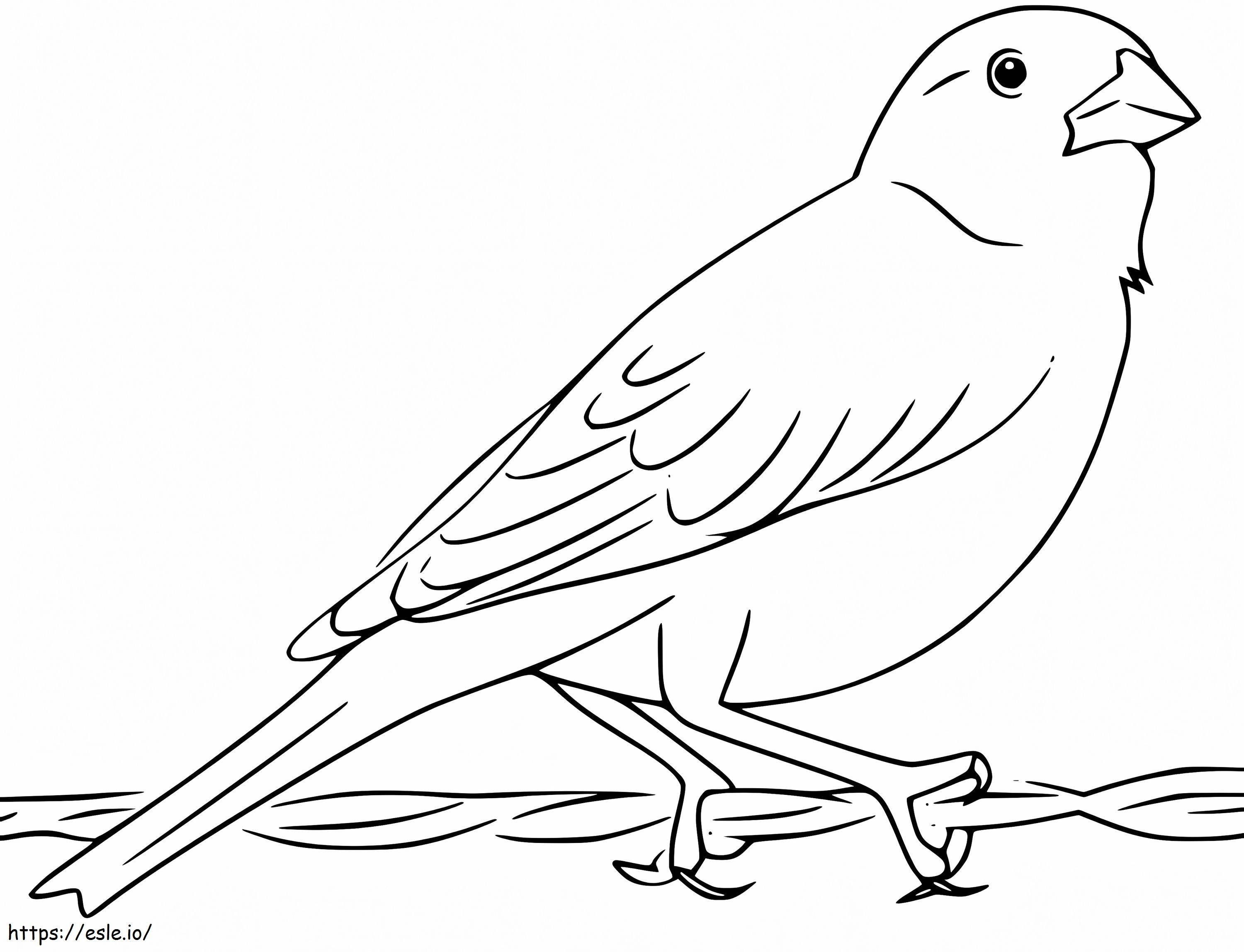 Sparrow 6 coloring page
