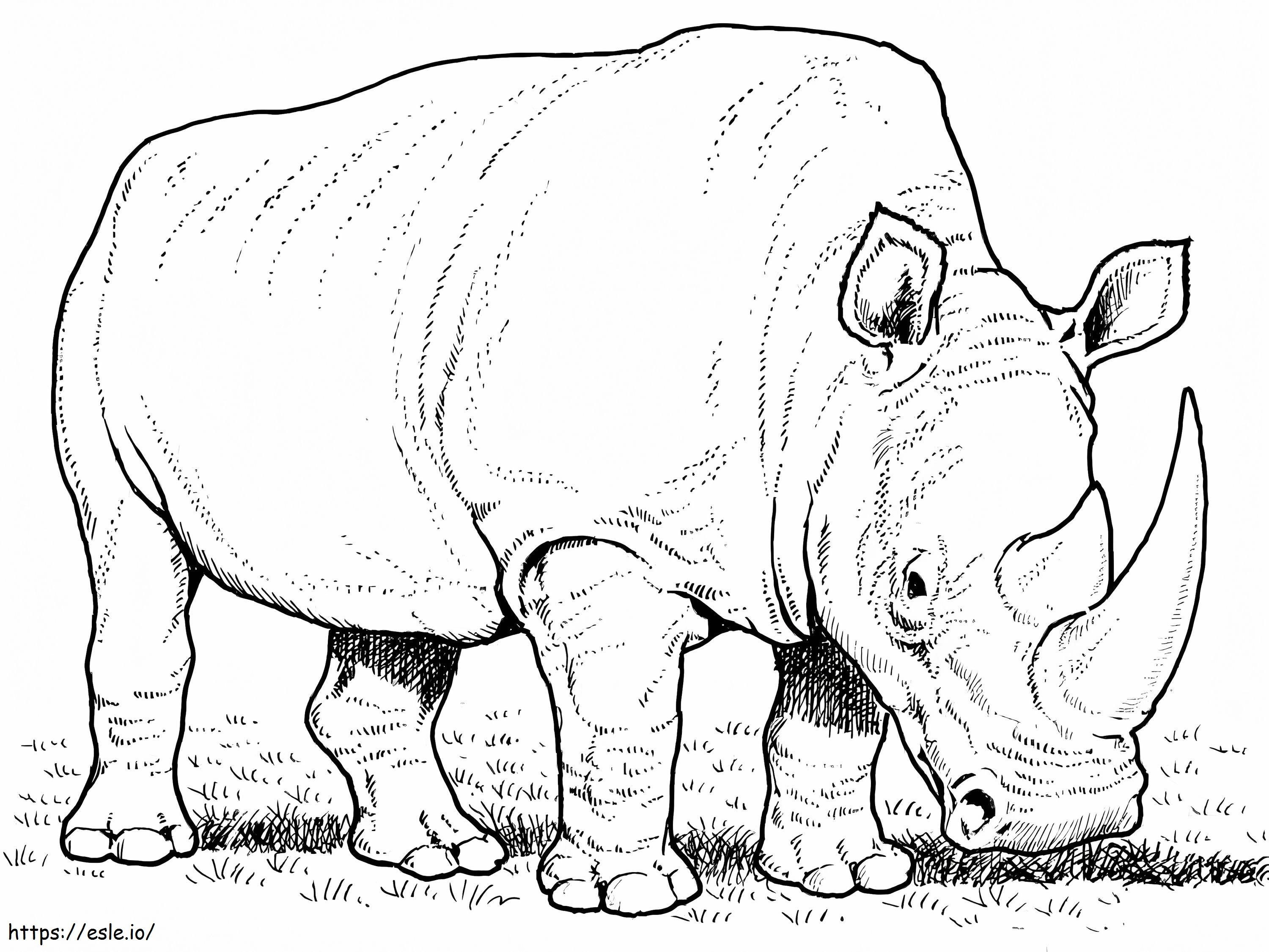 White Rhino Eating Grass coloring page