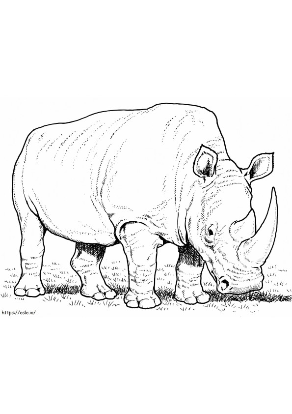 Coloriage Rhinocéros blanc mangeant de l'herbe à imprimer dessin