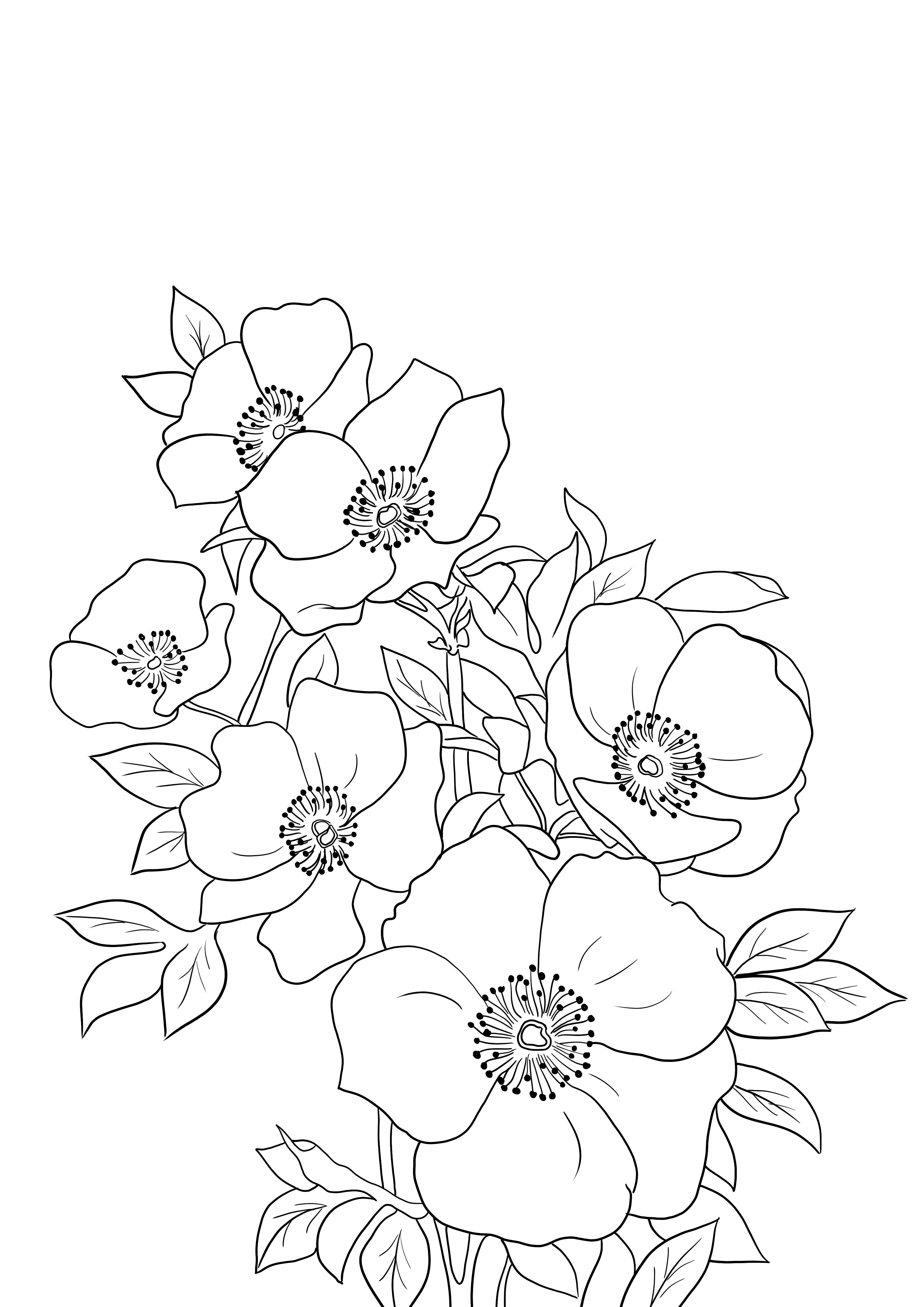 Cherokee rose download-print en kleur gratis kleurplaat