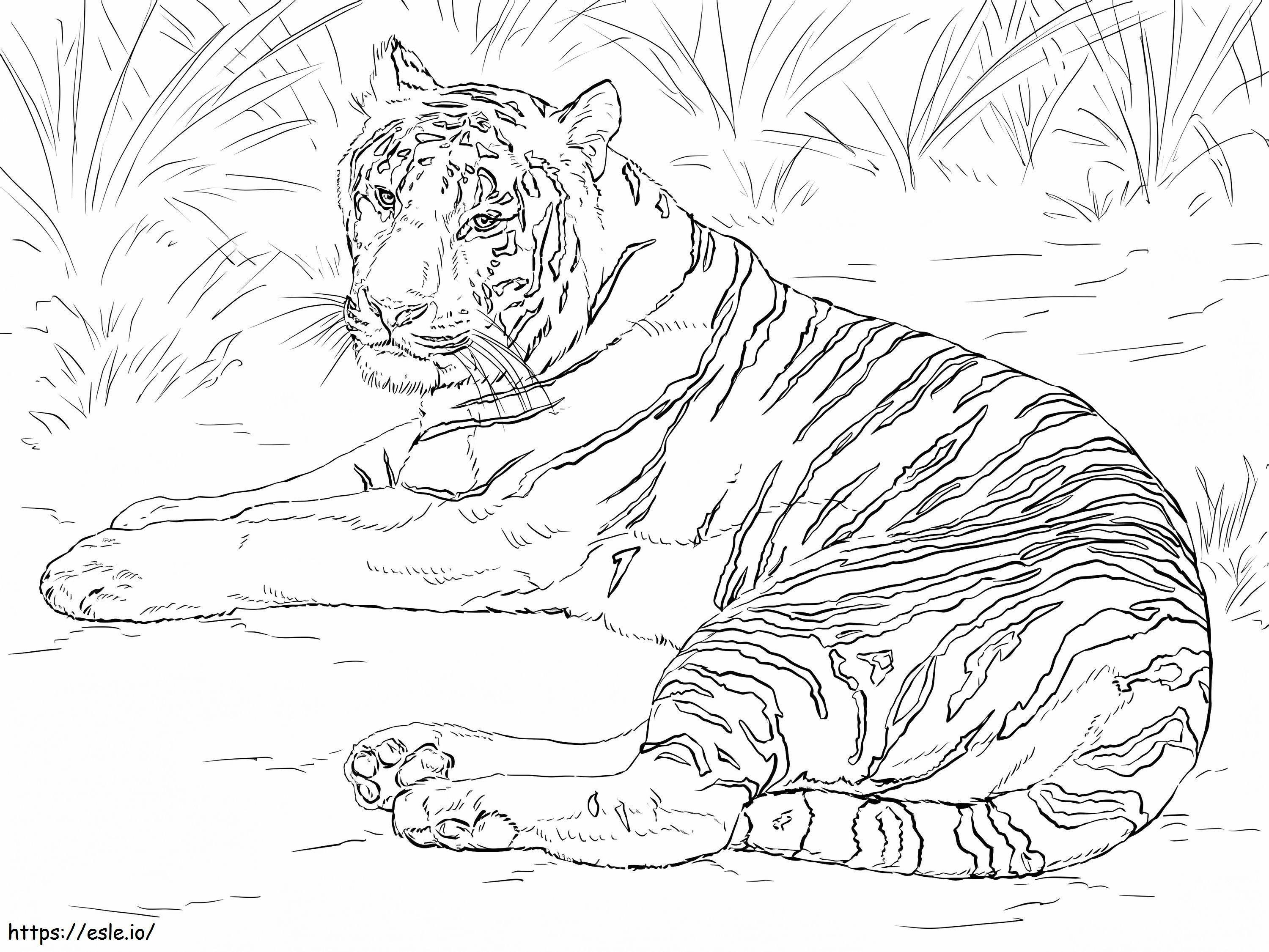 Realistische Siberische tijger kleurplaat kleurplaat