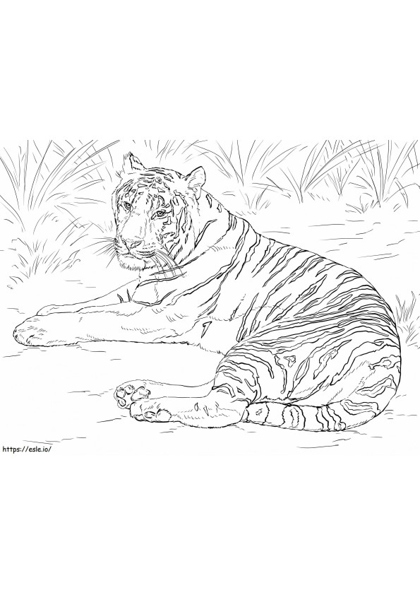 Realistic Siberian Tiger coloring page