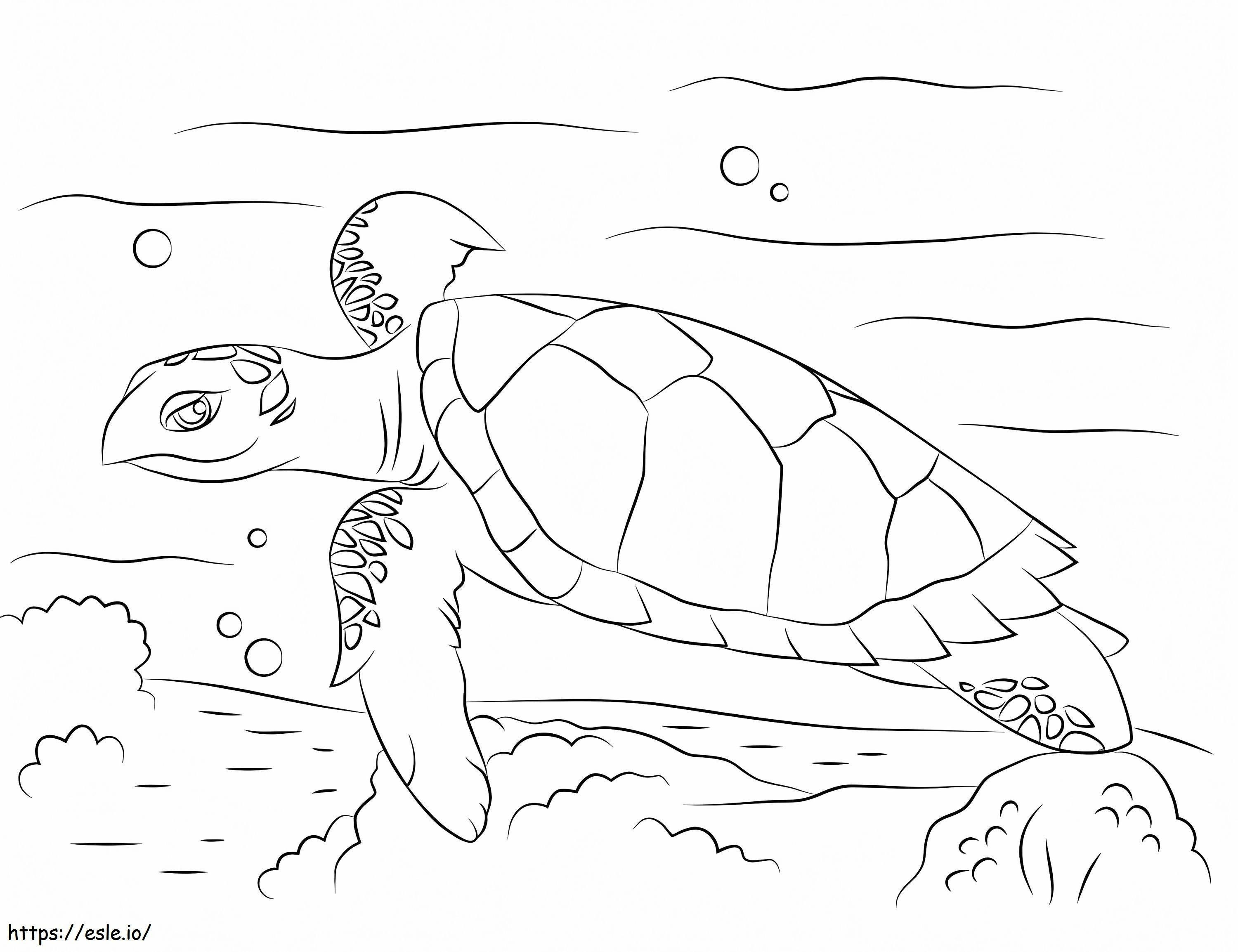 Simpatica tartaruga marina embricata da colorare