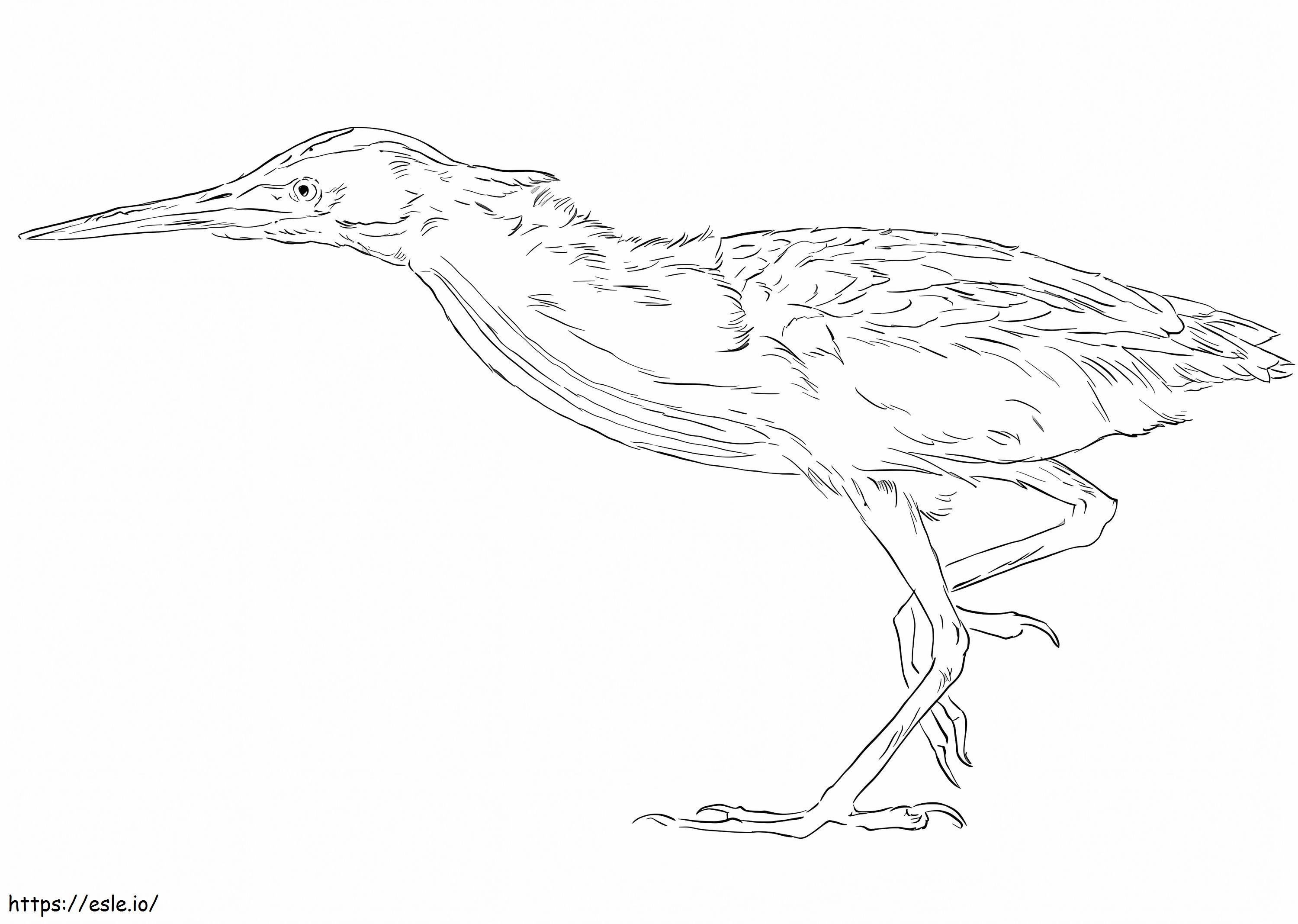 Yellow Bittern 2 coloring page