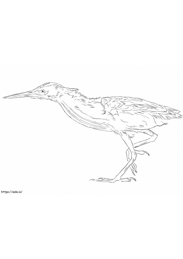 Yellow Bittern 2 coloring page