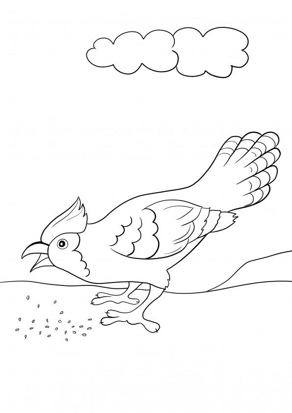 Blue Jay pasăre gratuit pentru copii