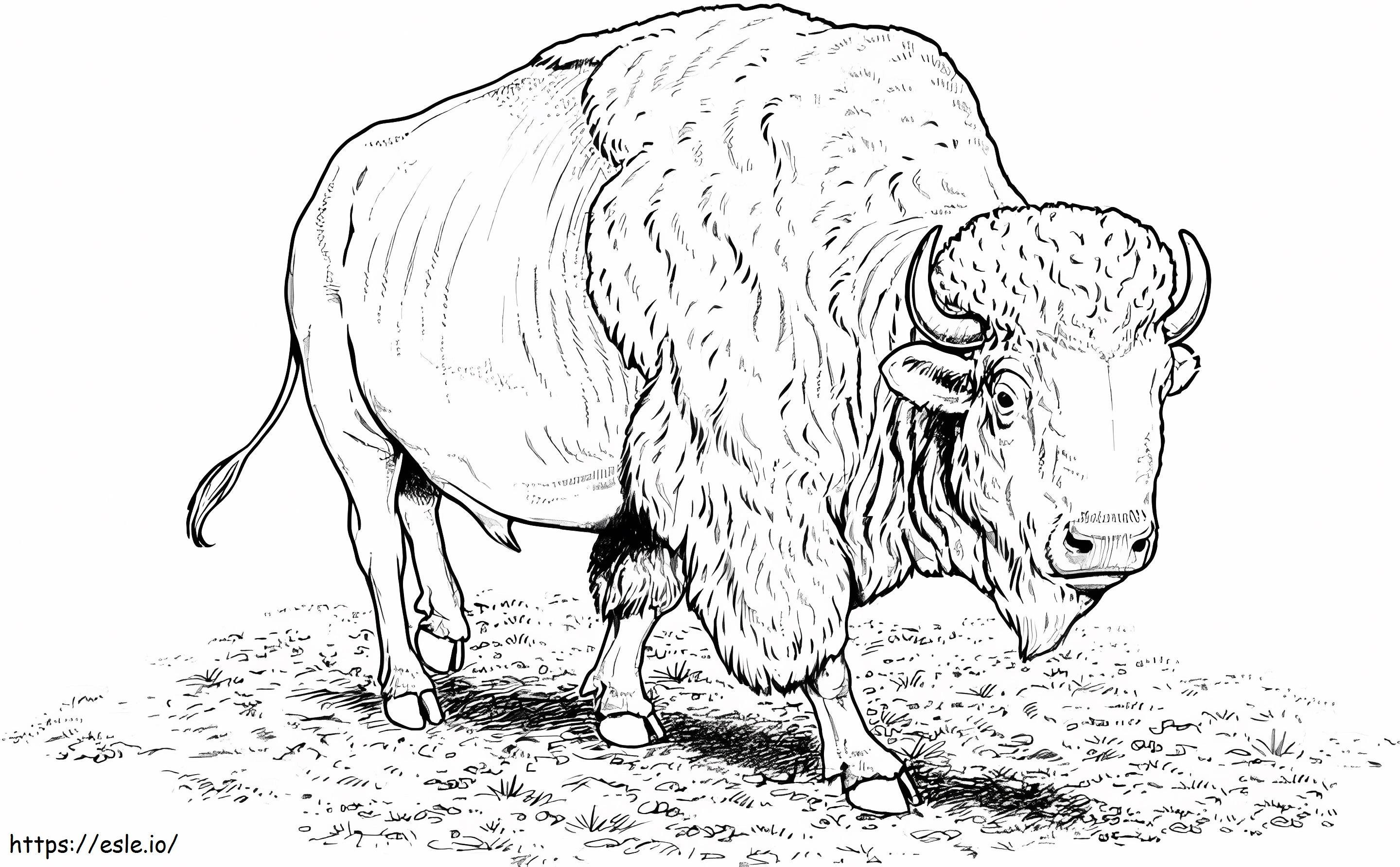Amerikanischer Bison ausmalbilder
