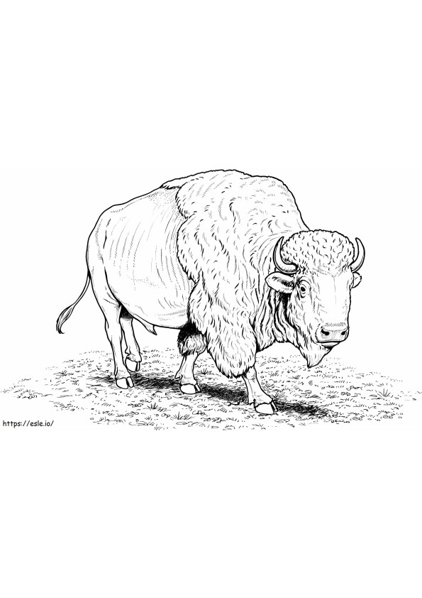 American Bison coloring page