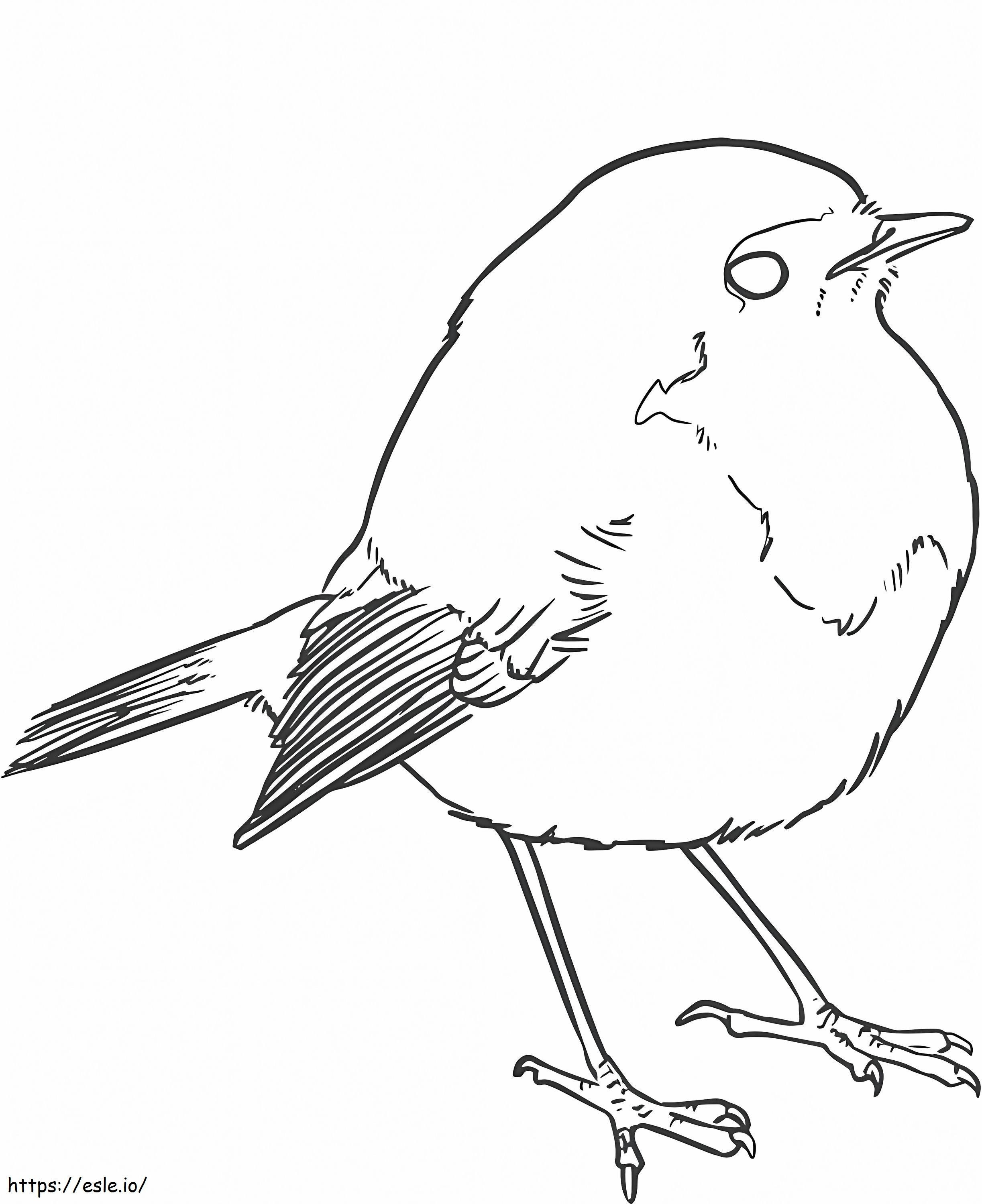 Suloinen Sparrow värityskuva
