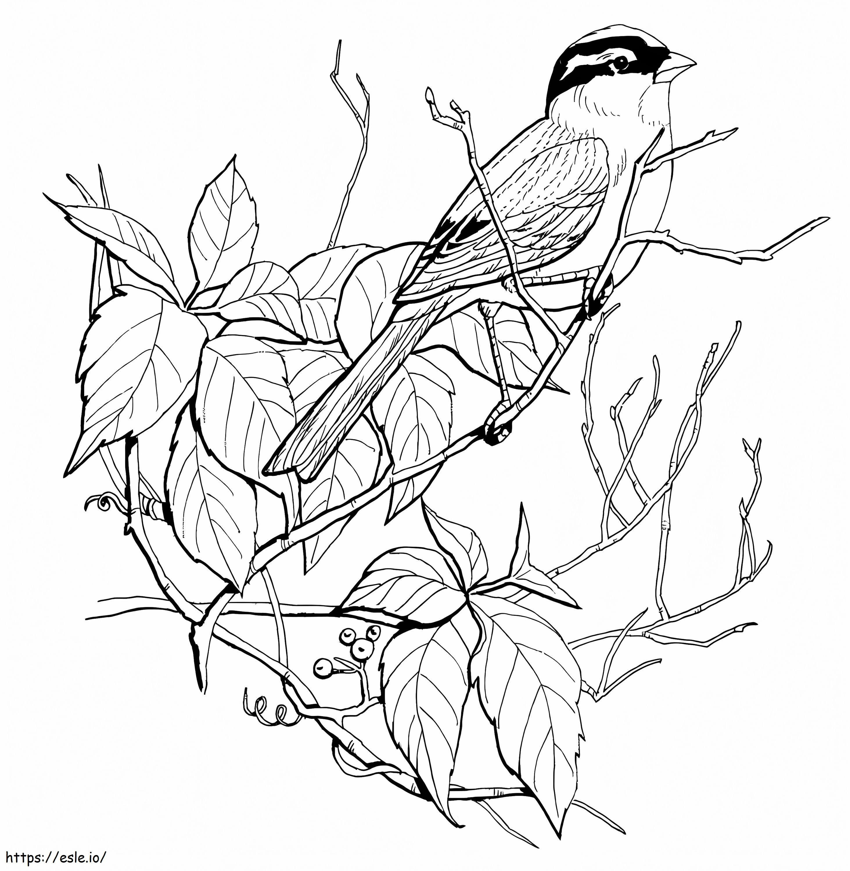 Sparrow On A Tree coloring page