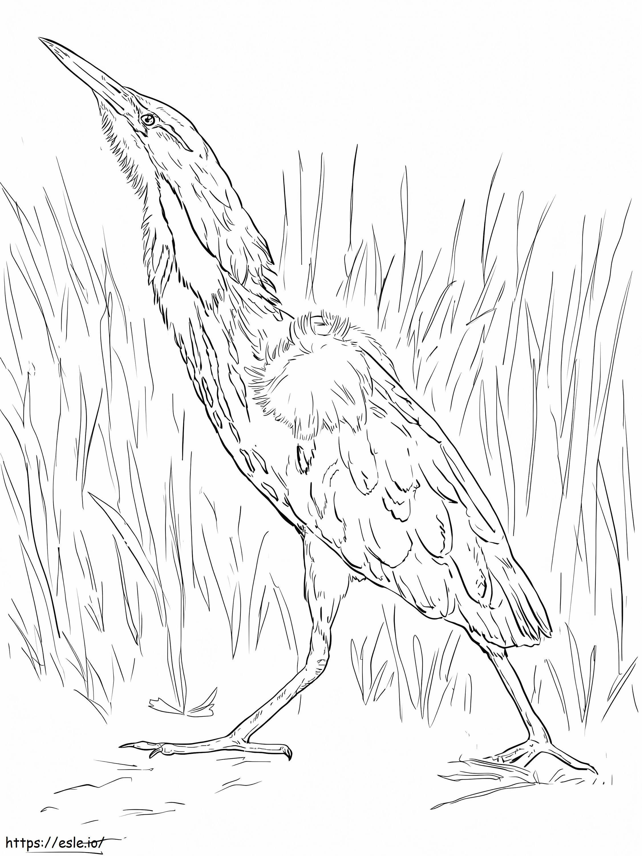 American Bittern 1 coloring page