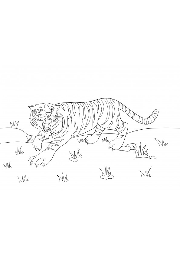 Brullende tijger kleurplaat om gratis te printen