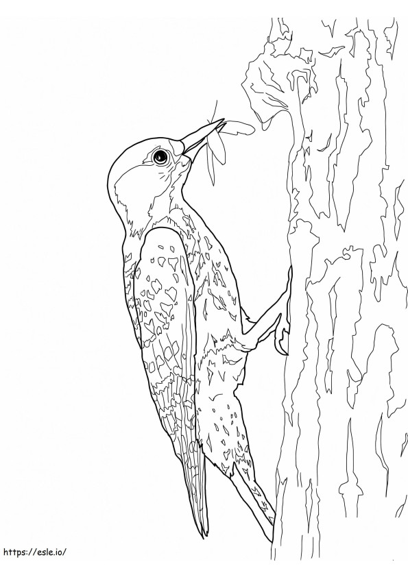 Red Pickled Woodpecker coloring page