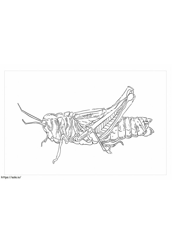 Rainbow Grasshopper coloring page