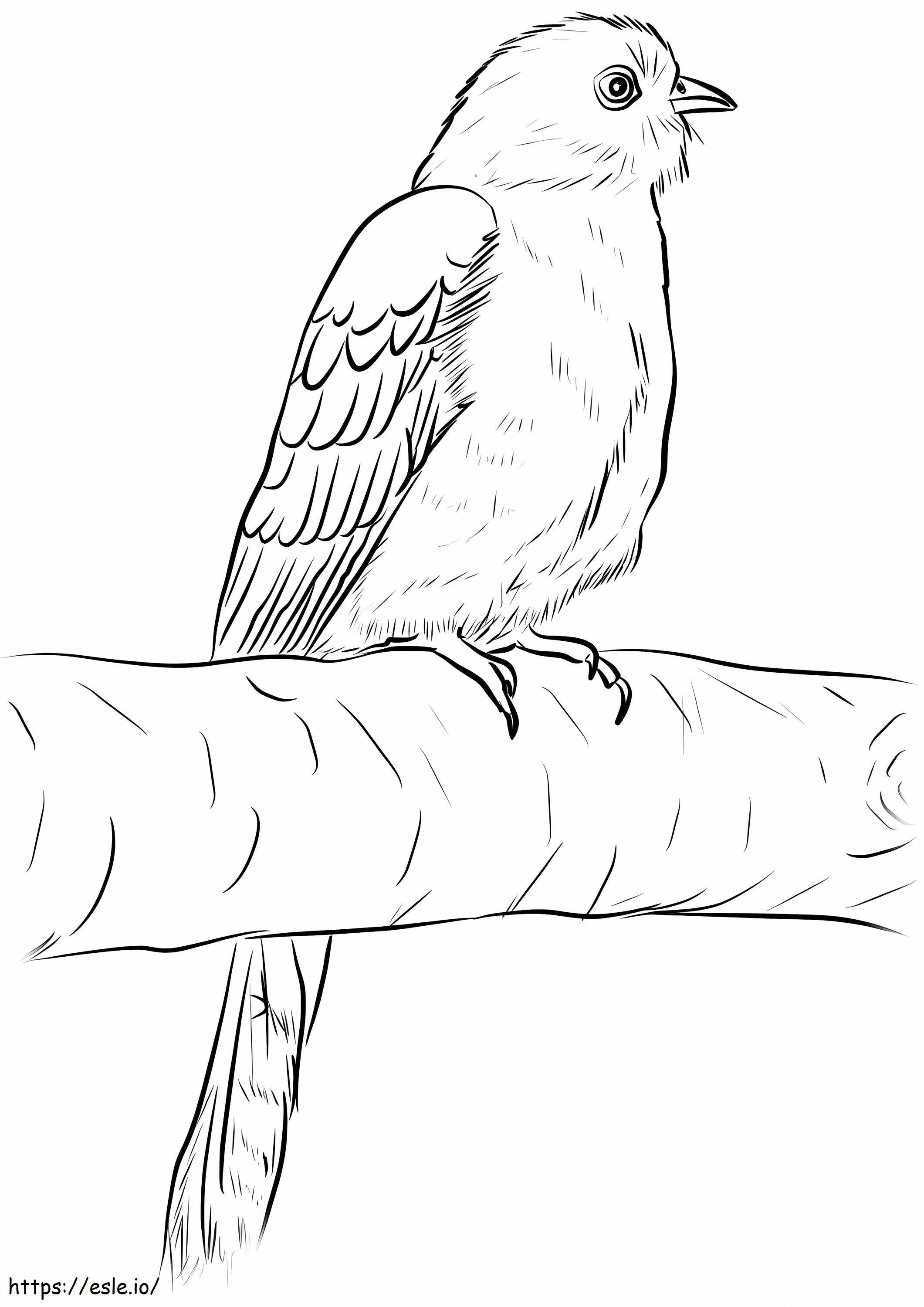 Common Cuckoo 724X1024 coloring page