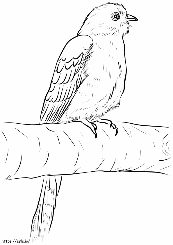 Common Cuckoo 724X1024 coloring page