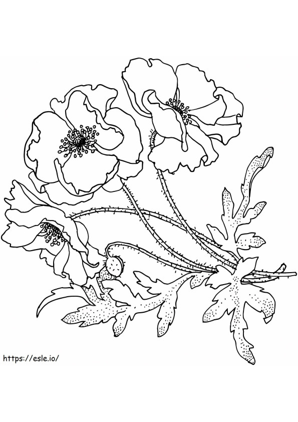 Pretty Poppy