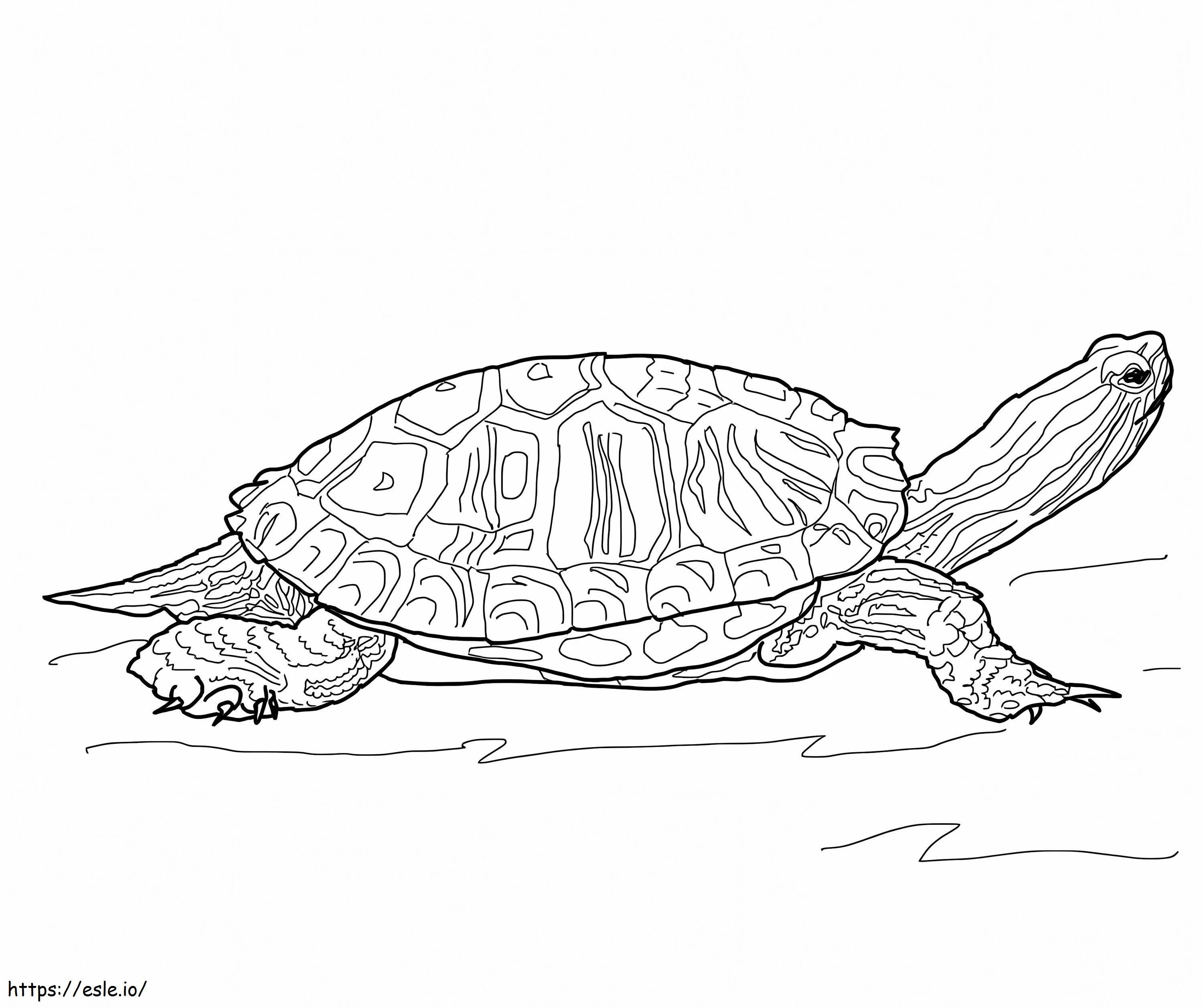 Kırmızı Kulaklı Kaydırıcı Kaplumbağa boyama