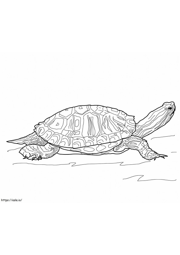 Red Eared Slider Turtle coloring page