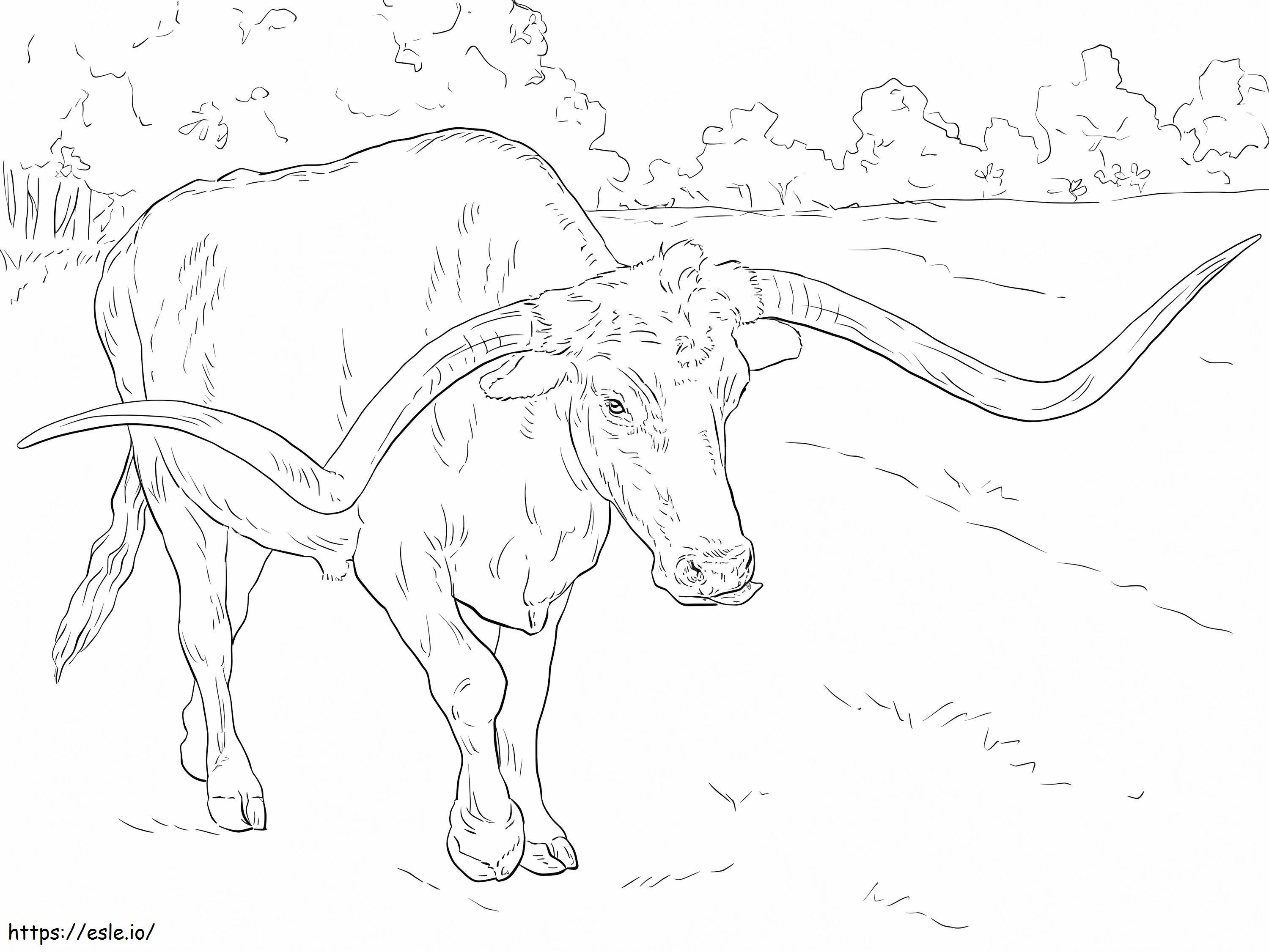 Longhorn Bull de colorat