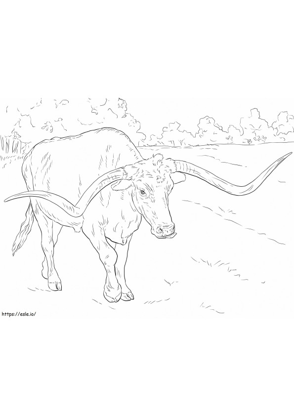 Longhorn Bull coloring page