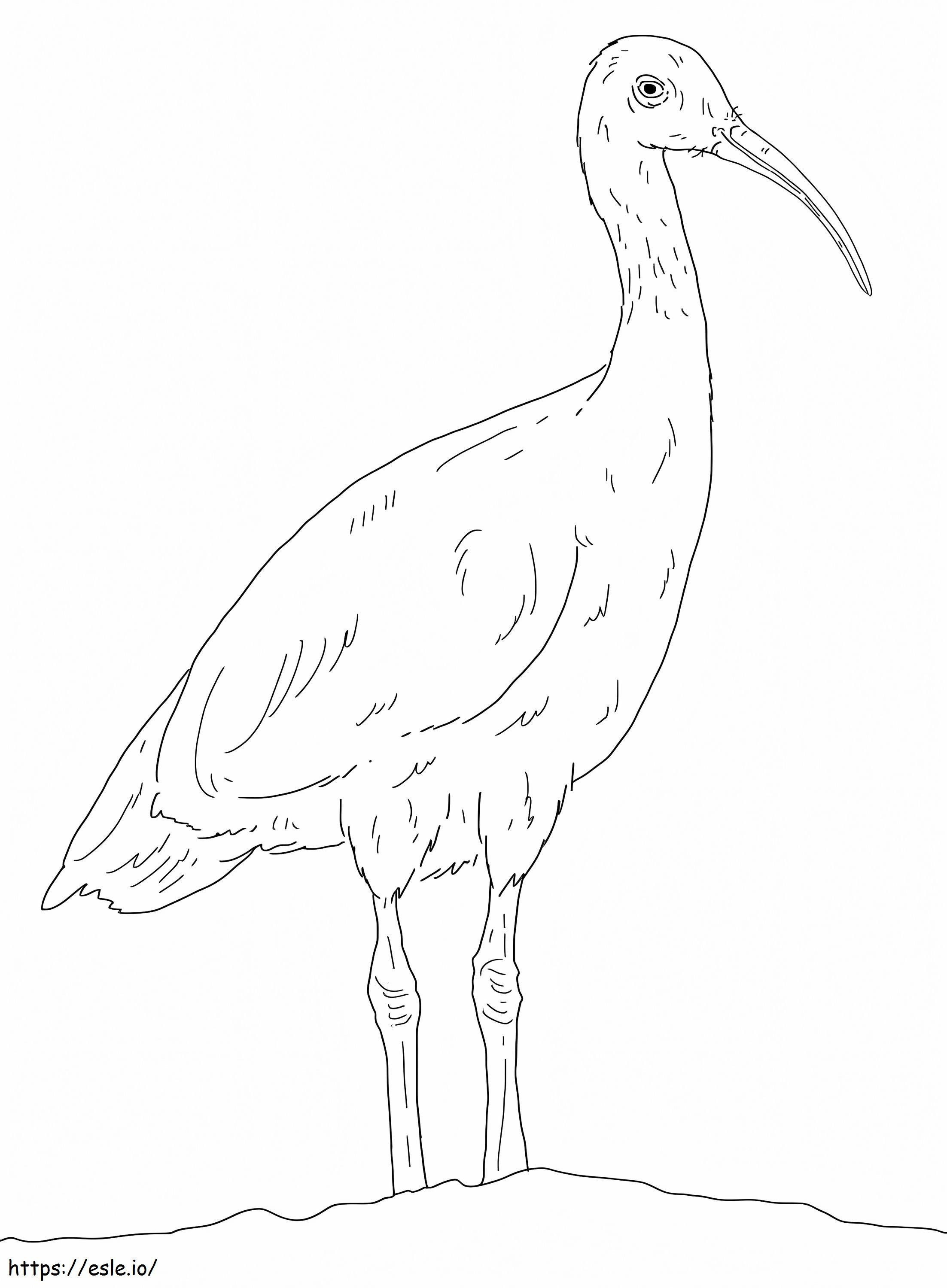 Australijski biały ibis kolorowanka